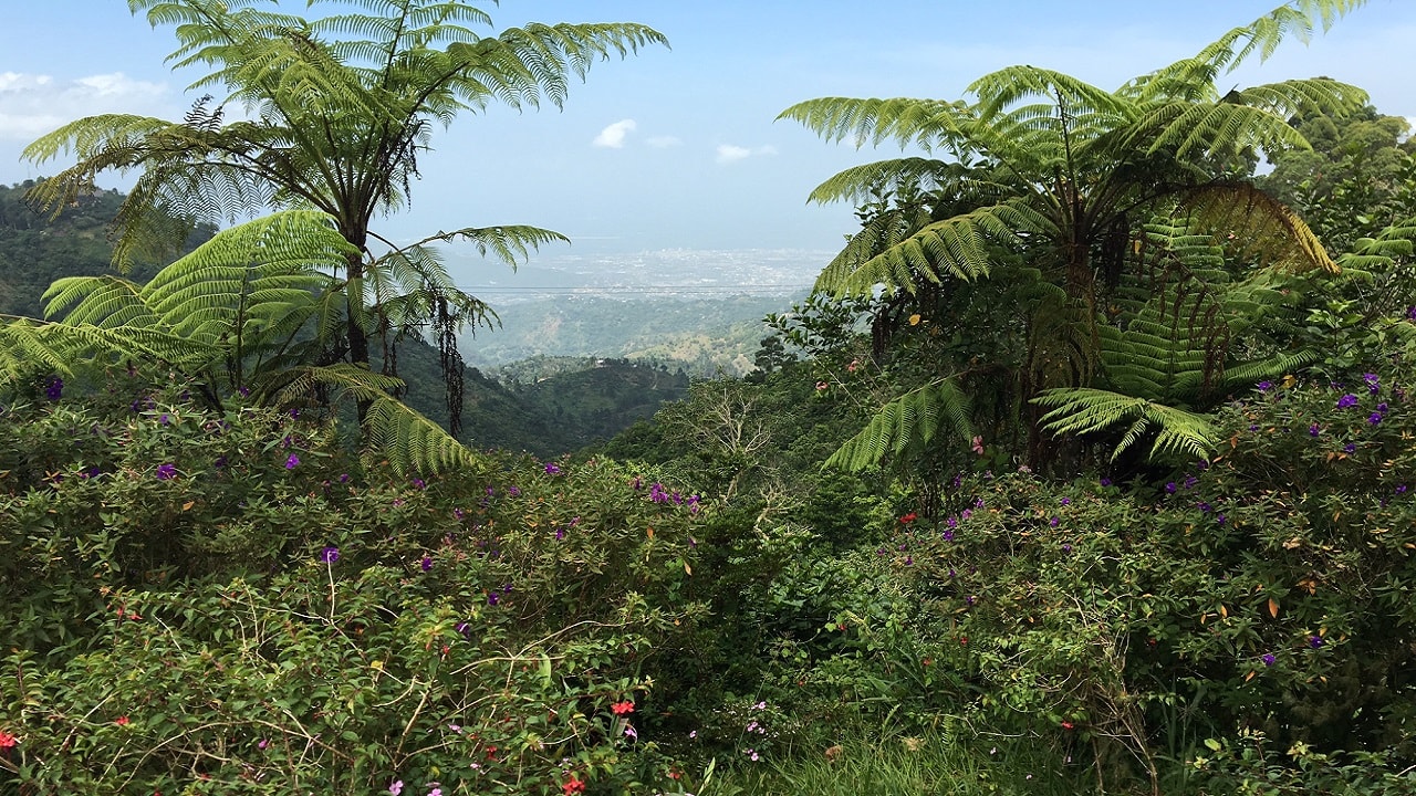 Six great hikes to tackle in Jamaica | Loop News