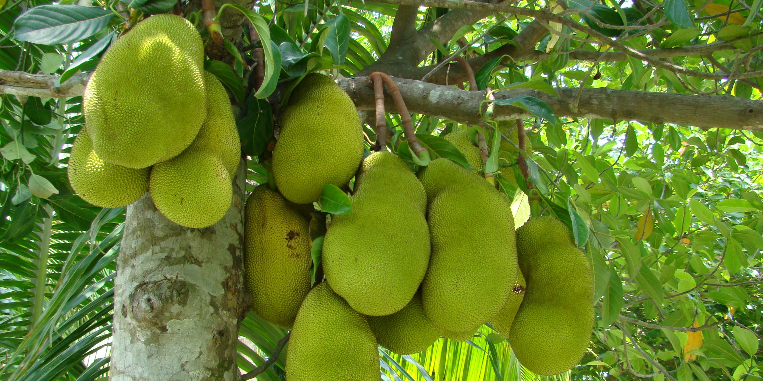 This exotic fruit tastes like pork, and it could save millions from starvation