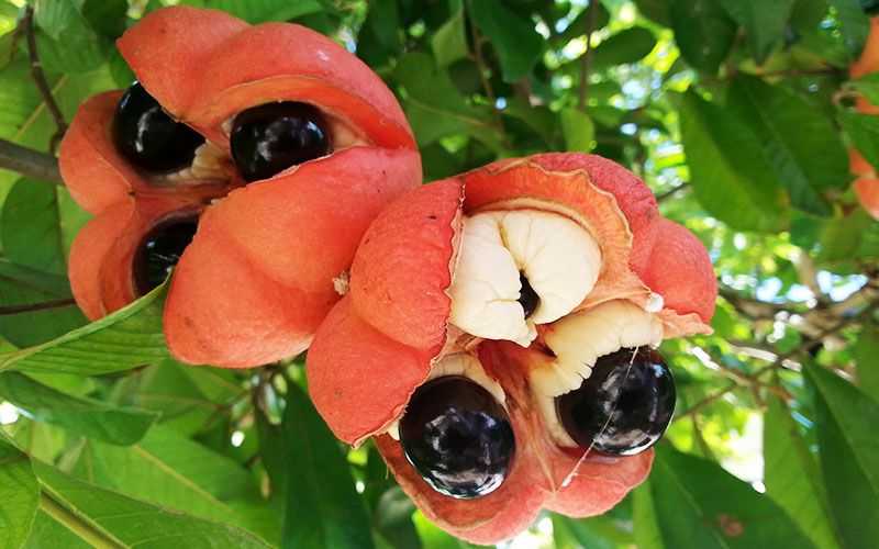 Ackee - Jamaica National Fruit was imported to Jam..