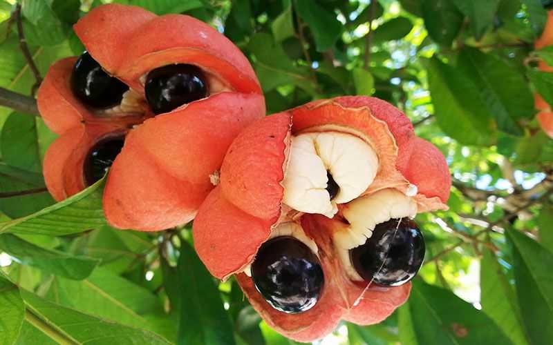 national-fruit-ackee-big-up-jamaica