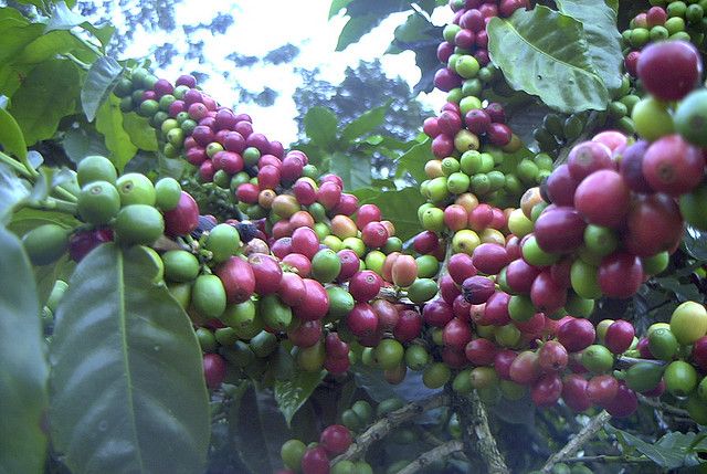 The Jamaican Blue Mountain Coffee - Jamaica Talawah