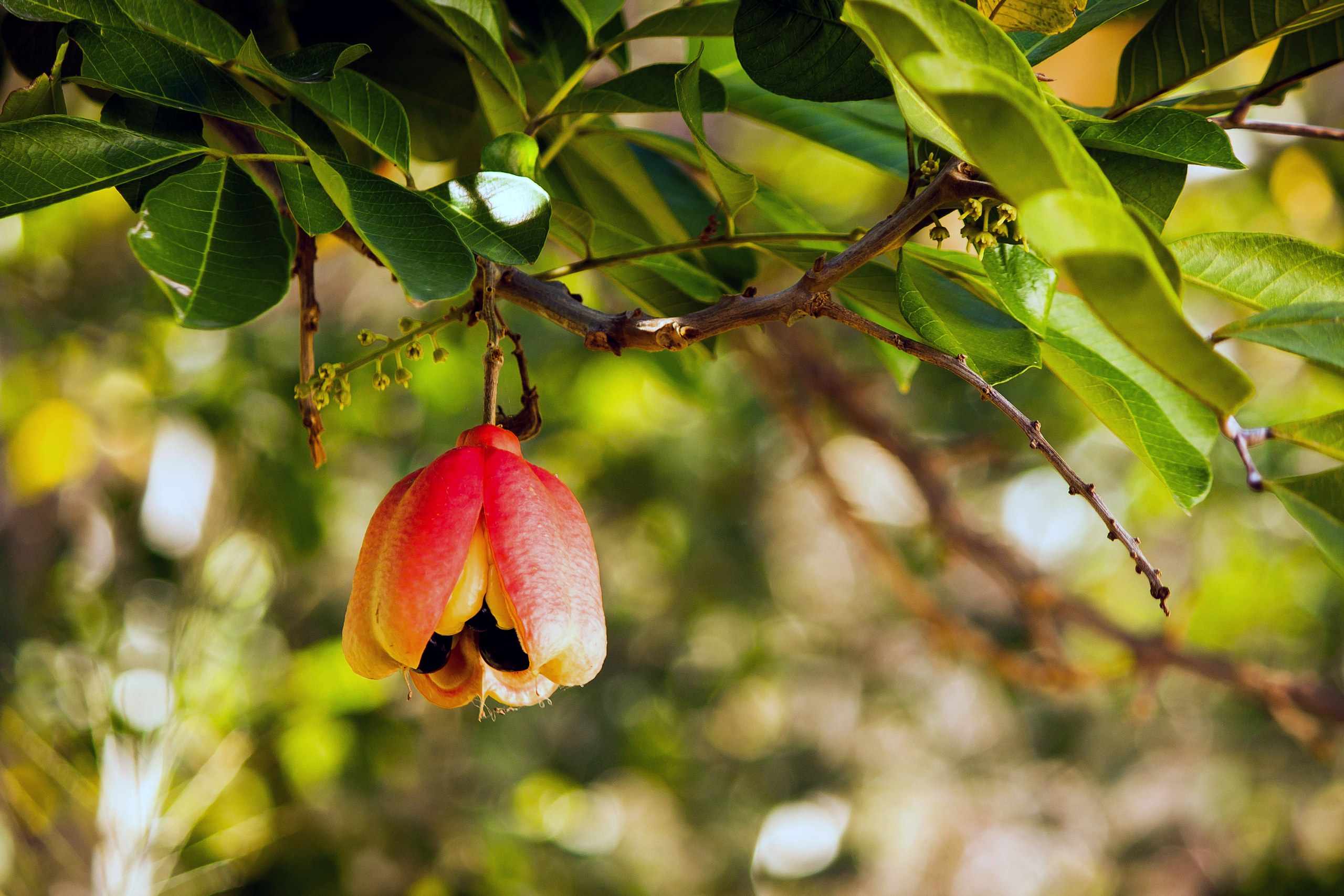 My Evolving Affection for Ackee and Salt Fish, Jamaica’s National Dish