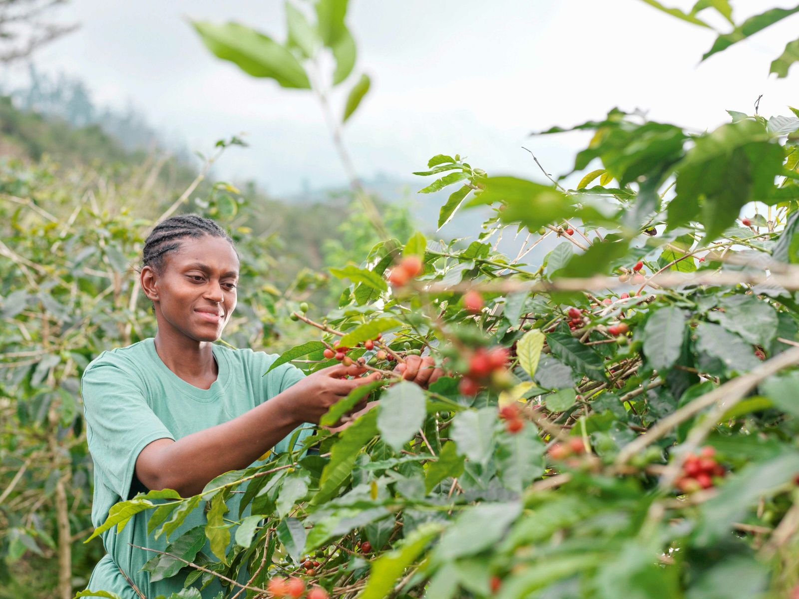 Is Jamaica the ultimate travel destination for coffee-lovers? | National Geographic